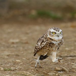 Burrowing Owl (Athene cunicularia)