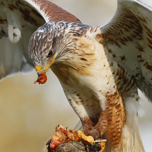 Ferruginous hawk (Buteo regalis)