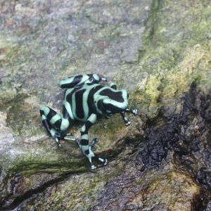 Green and black poison frog