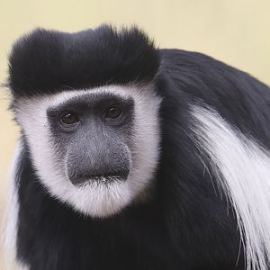 Black and white colobus monkey