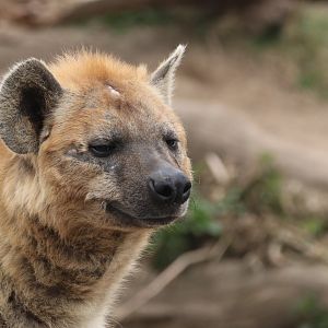 Spotted hyena