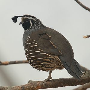 Californian quail