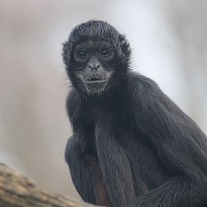Black-headed spider monkey