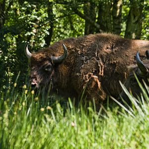 European lowland-bison (Wisent)