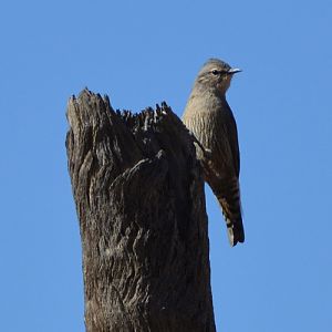 Brown treecreeper