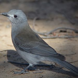 Grey shrike-thrush