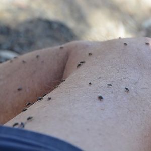 Australia's most common bush animal -- bushflies