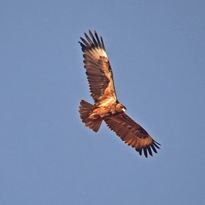 Juvenile Black-breasted buzzard