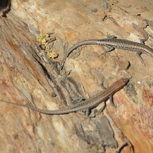 Skinks.   ID?