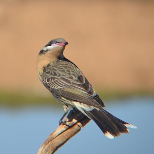 Spiny-cheeked honeyeater