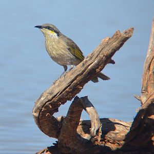 Grey-breasted honeyeater
