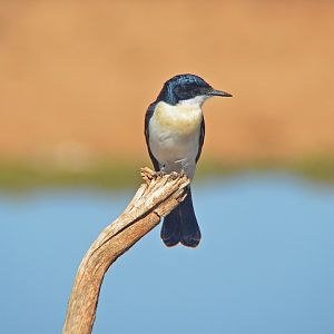 Restless flycatcher