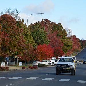 Walcha, NSW.  Autumn colours