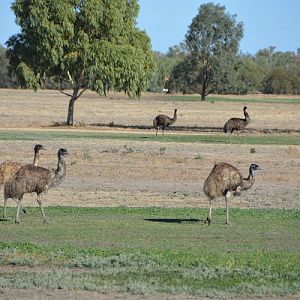 Emus on Bourke golf course.   NSW
