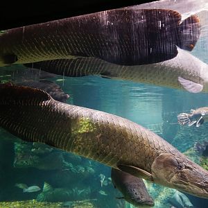 Pirarucu (Arapaima gigas)