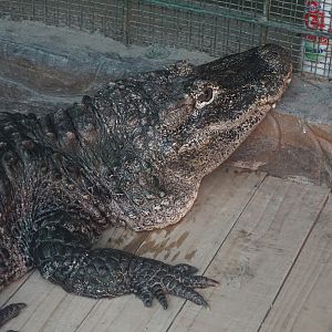 Chinese alligator (Alligator sinensis)