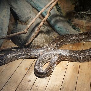 Burmese python (Python bivittatus)