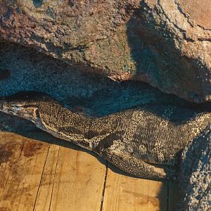 Asian water monitor (Varanus salvator)