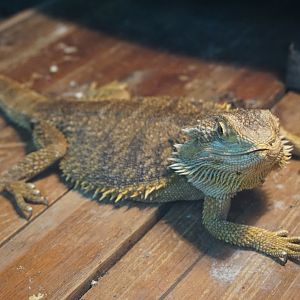 Central bearded dragon  (Pogona vitticeps)