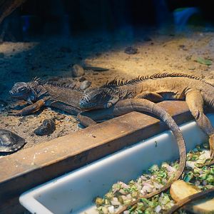 Green iguana (Iguana iguana)