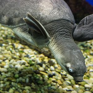 Pig-nosed turtle (Carettochelys insculpta)