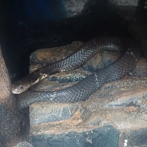 Chinese cobra (Naja atra)