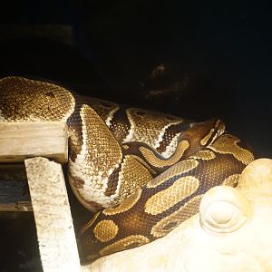 Ball python (Python regius)