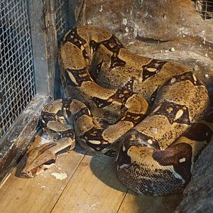 Red-tailed boa (Boa constrictor)