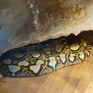 Reticulated python (Python reticulatus)