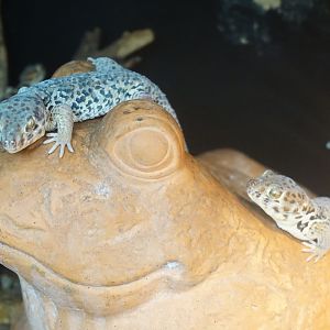 Frog-eyed gecko (Teratoscincus scincus)