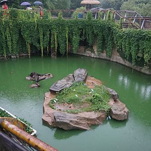 Crocodile enclosure