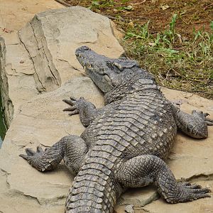 Siamese crocodile (Crocodylus siamensis)