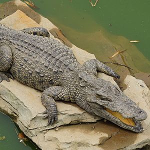 Siamese crocodile (Crocodylus siamensis)