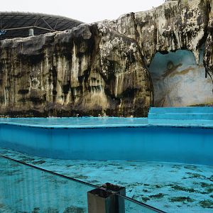 African penguin enclosure