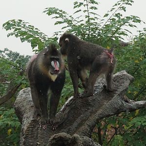 Mandrill (Mandrillus sphinx)