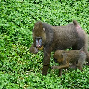 Mandrill (Mandrillus sphinx)