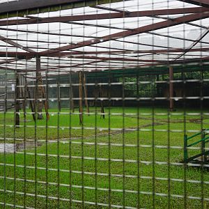 Ring-tailed lemur enclosure