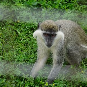 Grivet (Chlorocebus aethiops)