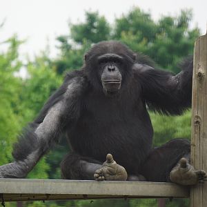 Common chimpanzee (Pan troglodytes)