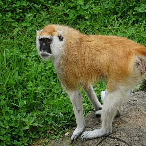 Patas monkey (Erythrocebus patas)