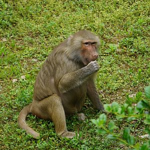 Hamadryas baboon (Papio hamadryas)