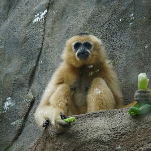 Northern white-cheeked gibbon (Nomascus leucogenys)