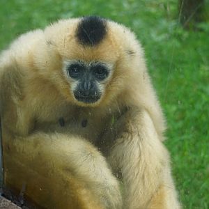 Northern white-cheeked gibbon (Nomascus leucogenys)