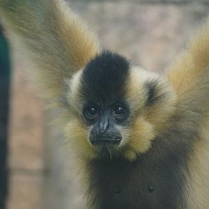 Yellow-cheeked gibbon (Nomascus gabriellae)