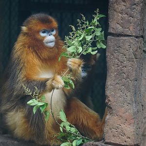 Golden snub-nosed monkey (Rhinopithecus roxellana)