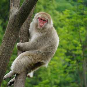 Japanese macaque (Macaca fuscata)