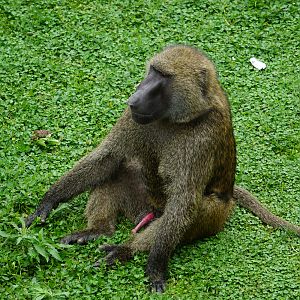 Olive baboon (Papio anubis)