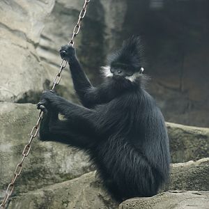 François' langur (Trachypithecus francoisi)
