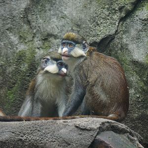 Red-tailed monkey  (Cercopithecus ascanius)