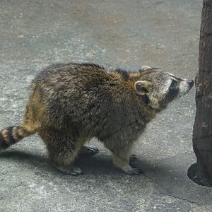Raccoon (Procyon lotor)